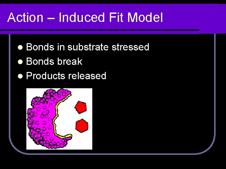 Action – Induced Fit Model l Bonds in substrate stressed l Bonds break l