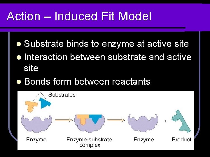 Action – Induced Fit Model l Substrate binds to enzyme at active site l