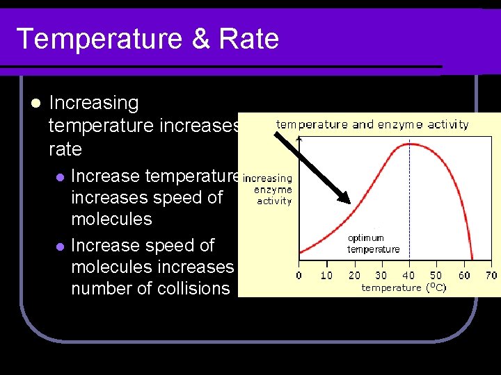Temperature & Rate l Increasing temperature increases rate l l Increase temperature increases speed