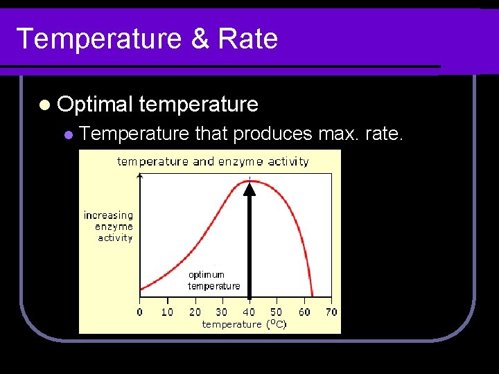 Temperature & Rate l Optimal l temperature Temperature that produces max. rate. 