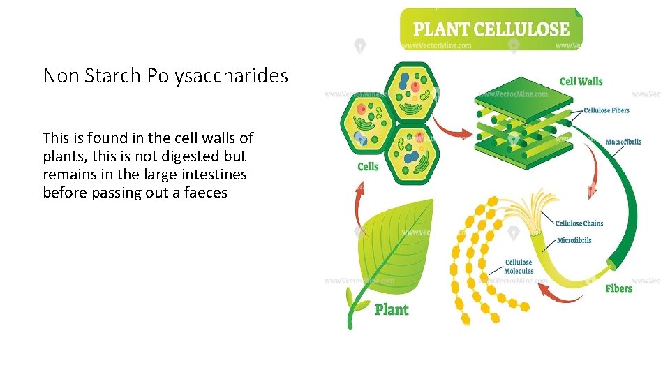 Non Starch Polysaccharides This is found in the cell walls of plants, this is