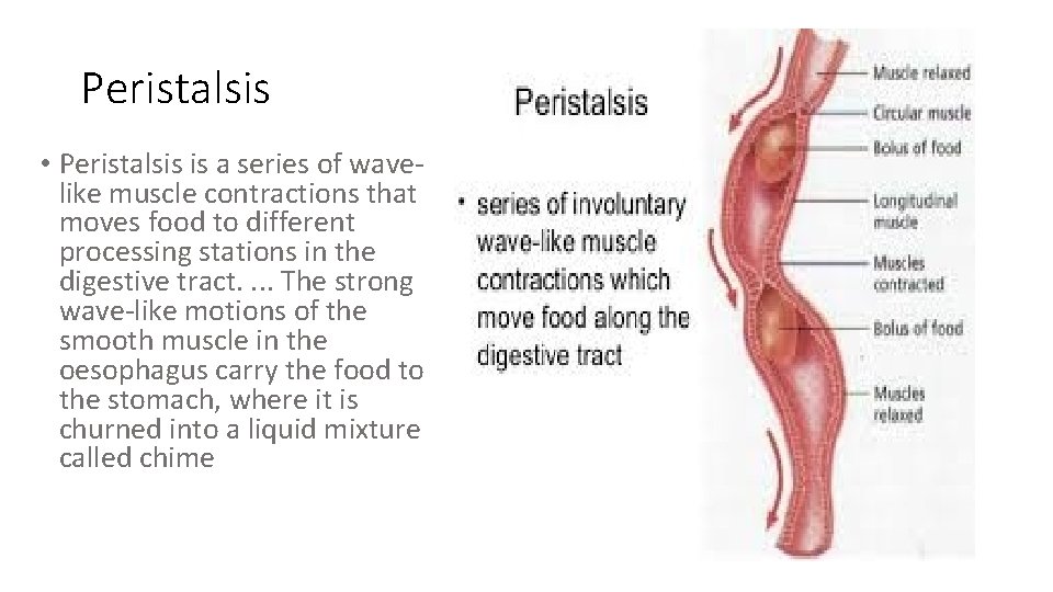 Peristalsis • Peristalsis is a series of wavelike muscle contractions that moves food to