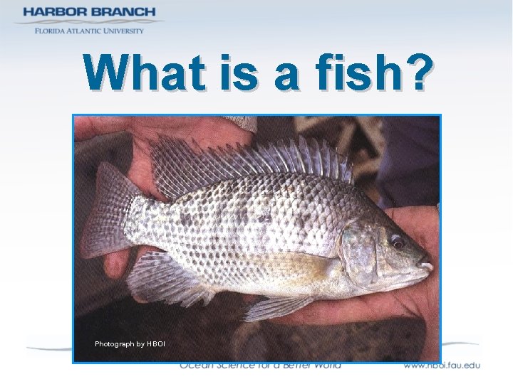 What is a fish? Photograph by HBOI 