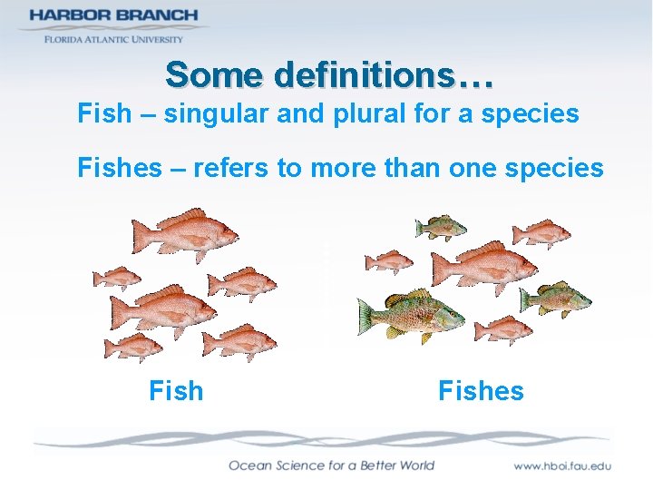 Some definitions… Fish – singular and plural for a species Fishes – refers to
