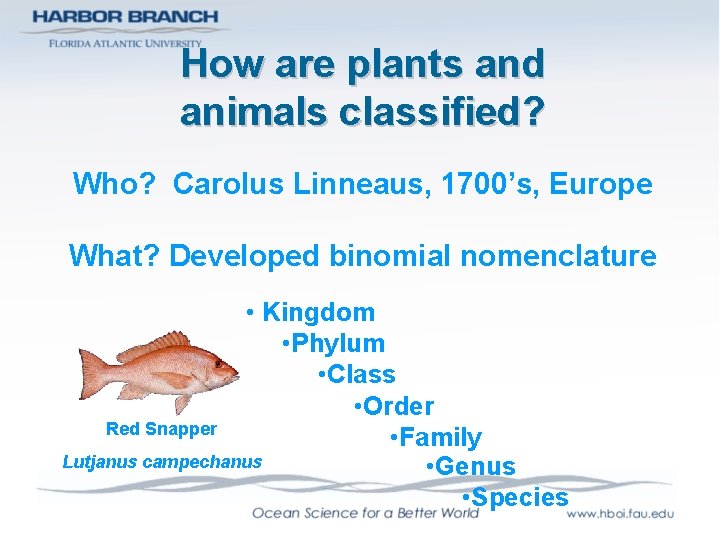 How are plants and animals classified? Who? Carolus Linneaus, 1700’s, Europe What? Developed binomial
