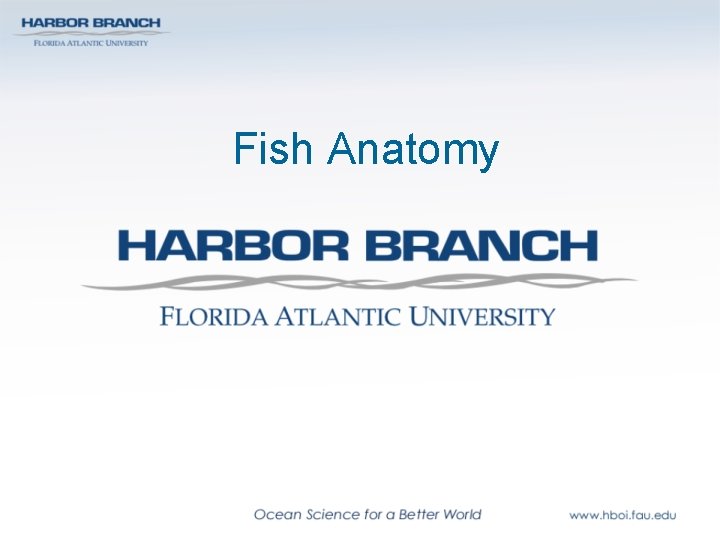 Fish Anatomy 