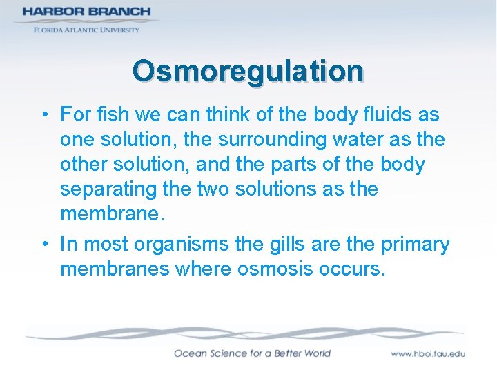 Osmoregulation • For fish we can think of the body fluids as one solution,