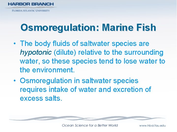 Osmoregulation: Marine Fish • The body fluids of saltwater species are hypotonic (dilute) relative