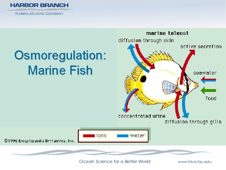 Osmoregulation: Marine Fish 