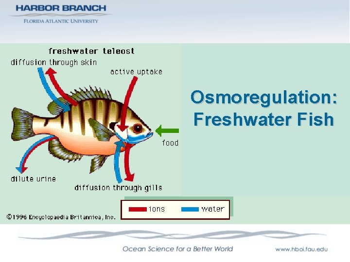 Osmoregulation: Freshwater Fish 