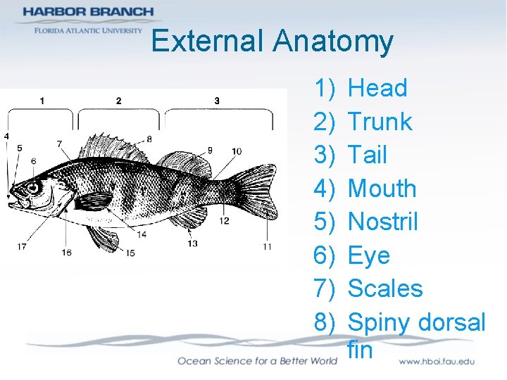 External Anatomy 1) 2) 3) 4) 5) 6) 7) 8) Head Trunk Tail Mouth