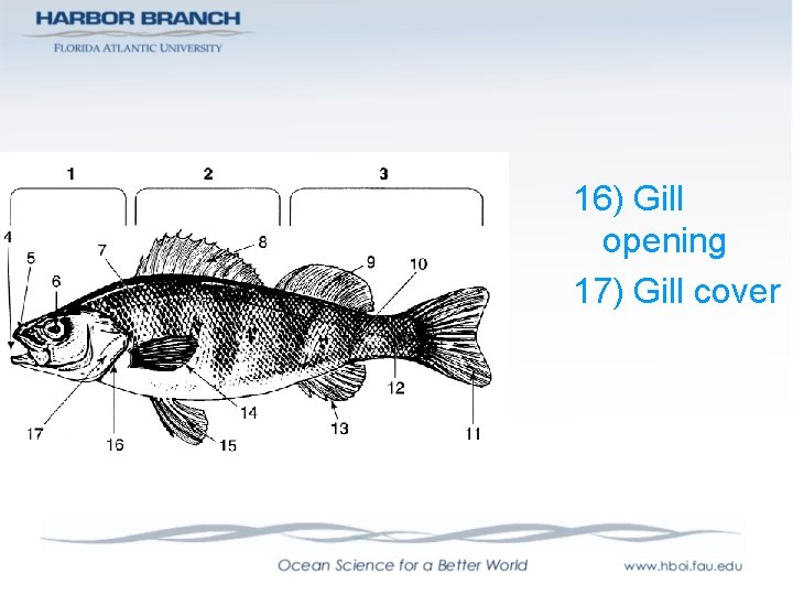 16) Gill opening 17) Gill cover 