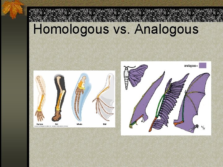 Homologous vs. Analogous 