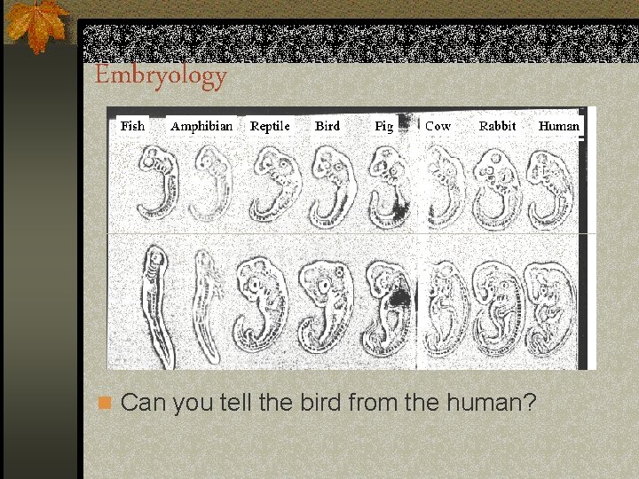 Embryology n Can you tell the bird from the human? 