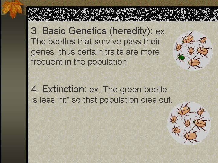 3. Basic Genetics (heredity): ex. The beetles that survive pass their genes, thus certain