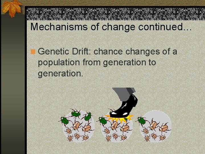 Mechanisms of change continued… n Genetic Drift: chance changes of a population from generation