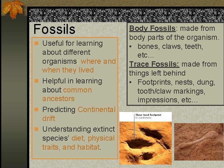 Fossils n Useful for learning about different organisms: where and when they lived n