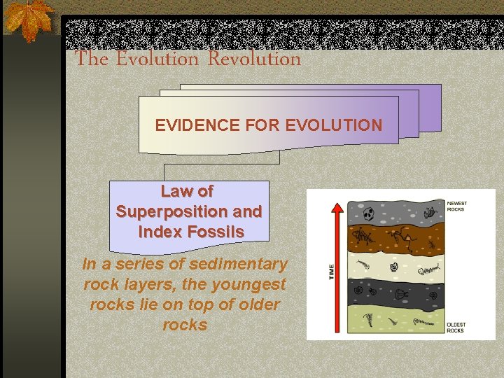 The Evolution Revolution EVIDENCE FOR EVOLUTION Law of Superposition and Index Fossils In a