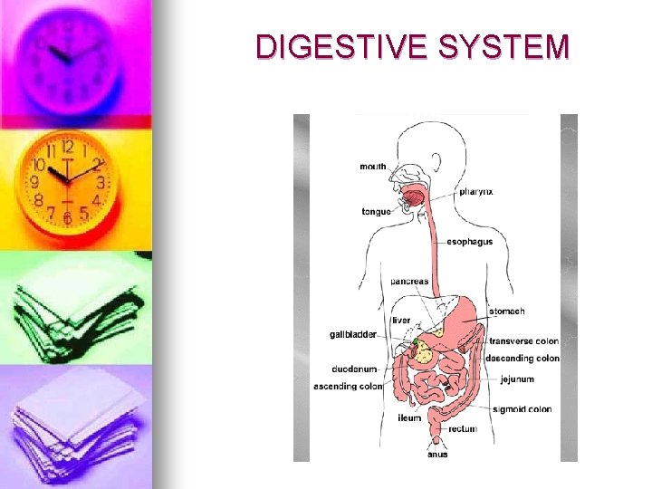 DIGESTIVE SYSTEM 