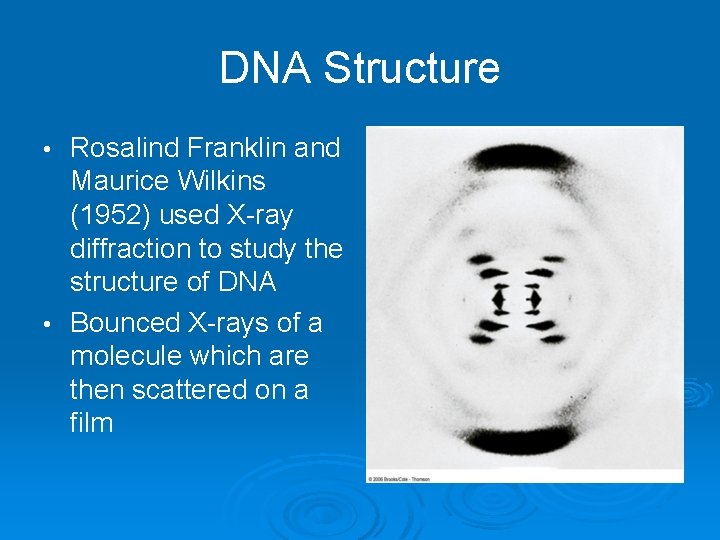 DNA Structure Rosalind Franklin and Maurice Wilkins (1952) used X-ray diffraction to study the