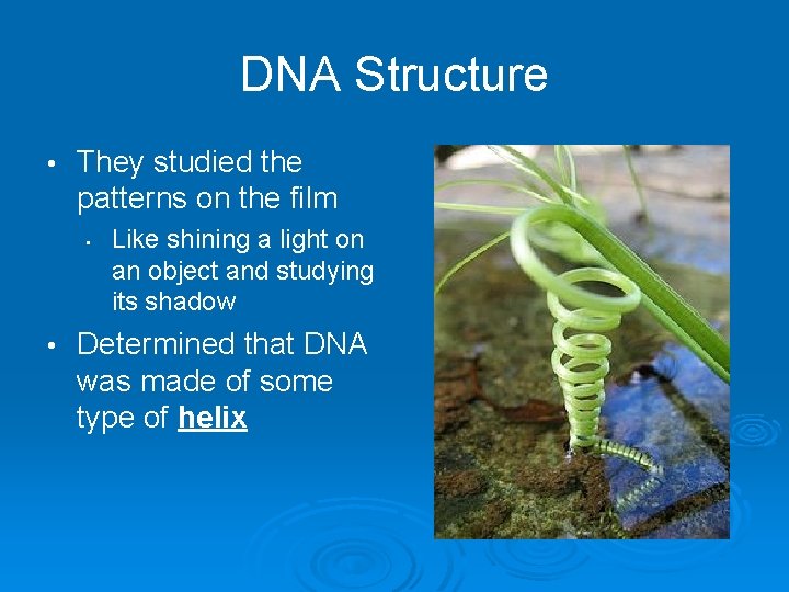 DNA Structure • They studied the patterns on the film • • Like shining