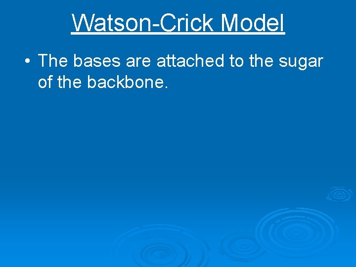 Watson-Crick Model • The bases are attached to the sugar of the backbone. 