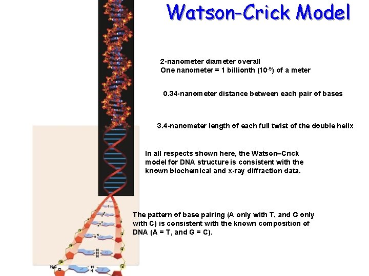 Watson-Crick Model 2 -nanometer diameter overall One nanometer = 1 billionth (10 -9) of