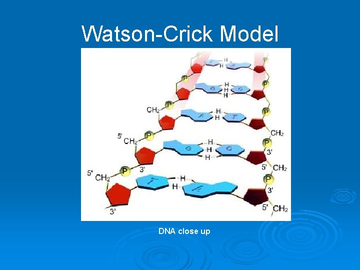 Watson-Crick Model DNA close up 