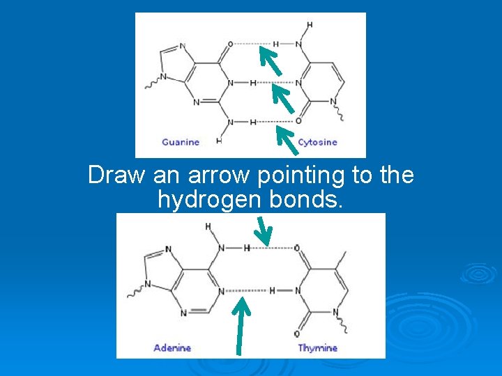 Draw an arrow pointing to the hydrogen bonds. 