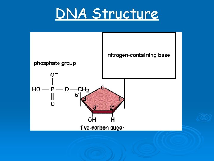 DNA Structure 