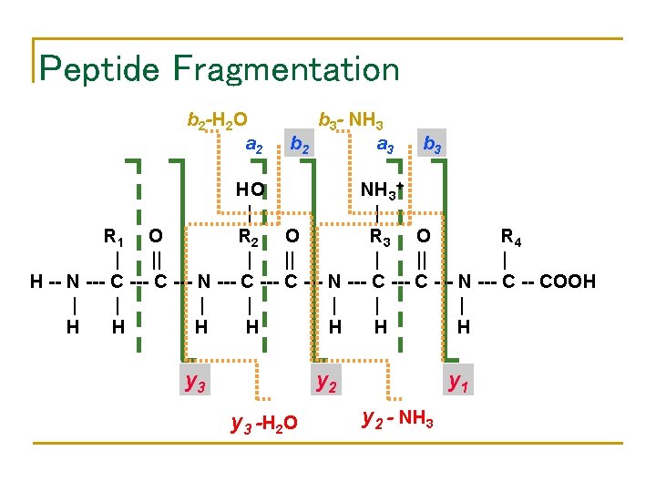 Peptide Fragmentation b 2 -H 2 O a 2 b 3 - NH 3
