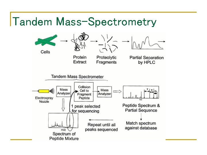 Tandem Mass-Spectrometry 
