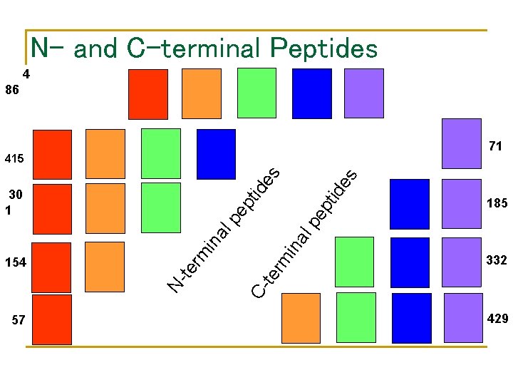 N- and C-terminal Peptides 4 86 71 ep pt 57 185 lp pe ina