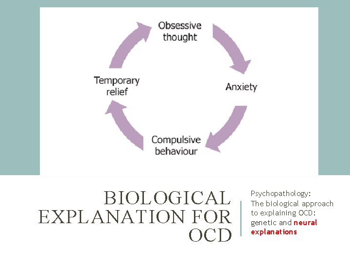 BIOLOGICAL EXPLANATION FOR OCD Psychopathology: The biological approach to explaining OCD: genetic and neural