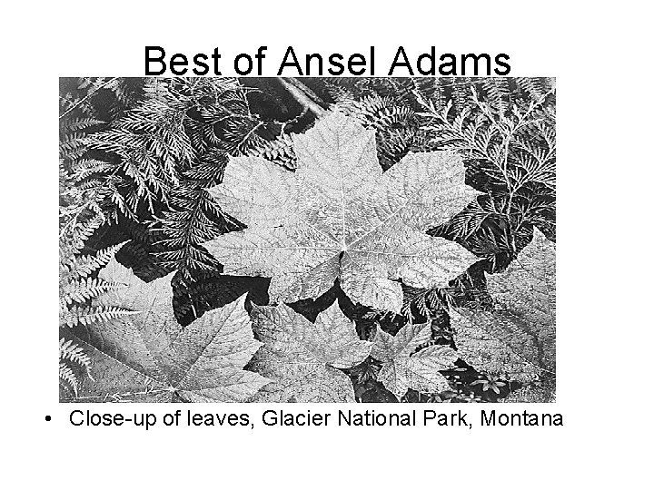 Best of Ansel Adams • Close-up of leaves, Glacier National Park, Montana 