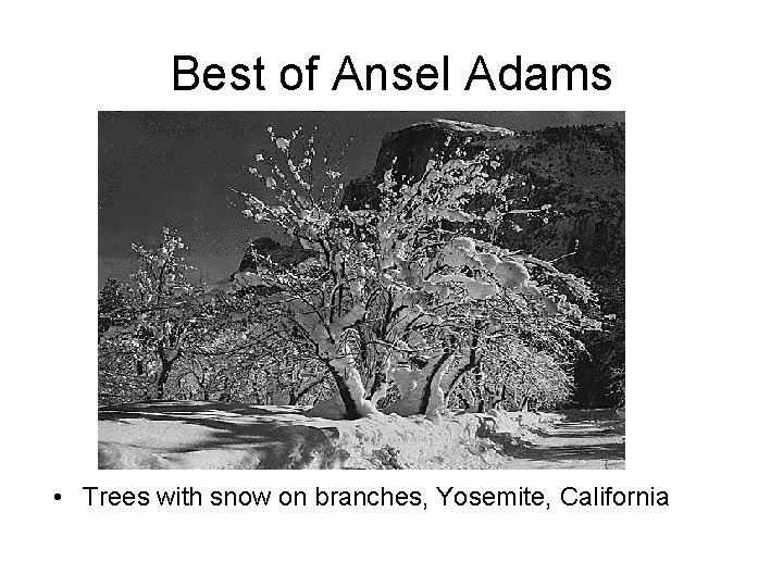 Best of Ansel Adams • Trees with snow on branches, Yosemite, California 