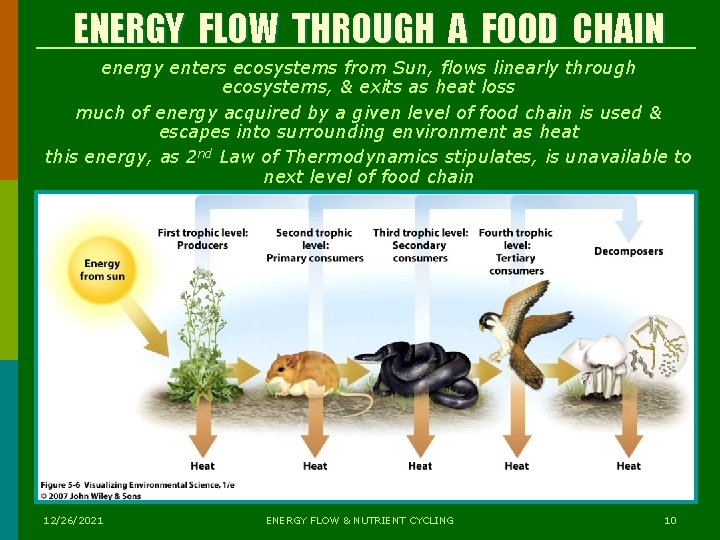 ENERGY FLOW THROUGH A FOOD CHAIN energy enters ecosystems from Sun, flows linearly through ENERGY FLOW THROUGH A FOOD CHAIN energy enters ecosystems from Sun, flows linearly through