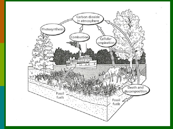 12/26/2021 ENERGY FLOW & NUTRIENT CYCLING 11  12/26/2021 ENERGY FLOW & NUTRIENT CYCLING 11
