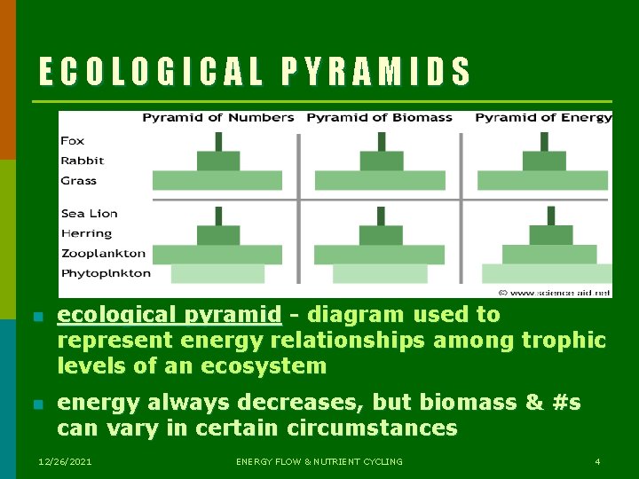 ECOLOGICAL PYRAMIDS n ecological pyramid - diagram used to represent energy relationships among trophic ECOLOGICAL PYRAMIDS n ecological pyramid - diagram used to represent energy relationships among trophic