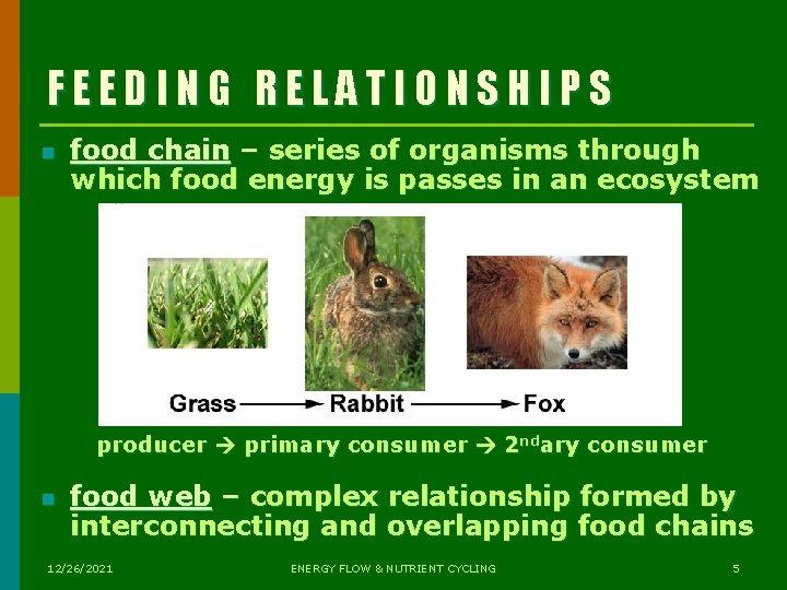 FEEDING RELATIONSHIPS n food chain – series of organisms through which food energy is FEEDING RELATIONSHIPS n food chain – series of organisms through which food energy is