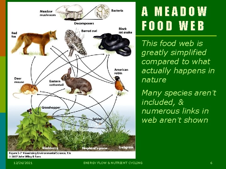 A MEADOW FOOD WEB This food web is greatly simplified compared to what actually A MEADOW FOOD WEB This food web is greatly simplified compared to what actually
