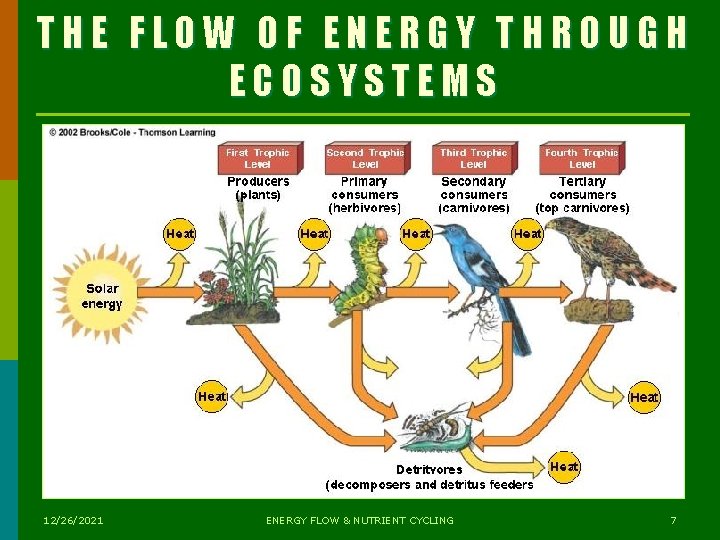 THE FLOW OF ENERGY THROUGH ECOSYSTEMS 12/26/2021 ENERGY FLOW & NUTRIENT CYCLING 7  THE FLOW OF ENERGY THROUGH ECOSYSTEMS 12/26/2021 ENERGY FLOW & NUTRIENT CYCLING 7