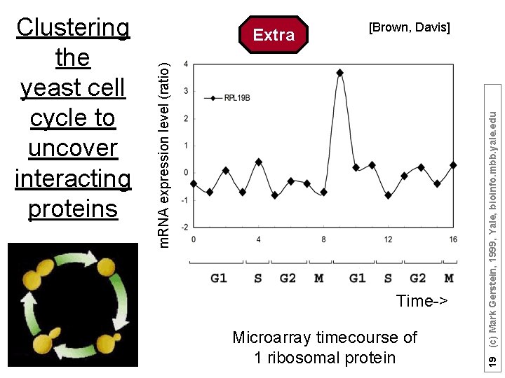 [Brown, Davis] Time-> Microarray timecourse of 1 ribosomal protein 19 (c) Mark Gerstein, 1999,