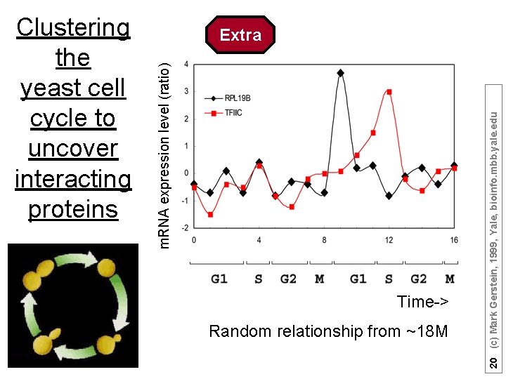Time-> Random relationship from ~18 M 20 (c) Mark Gerstein, 1999, Yale, bioinfo. mbb.