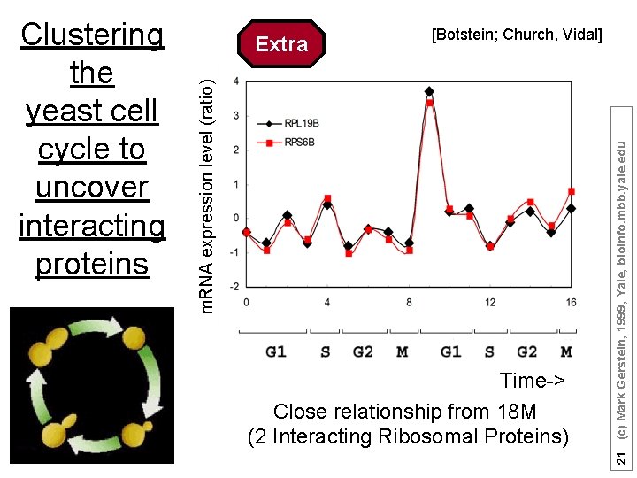 [Botstein; Church, Vidal] Time-> Close relationship from 18 M (2 Interacting Ribosomal Proteins) 21
