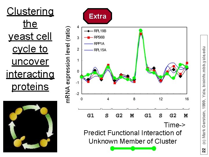 Time-> Predict Functional Interaction of Unknown Member of Cluster 22 (c) Mark Gerstein, 1999,