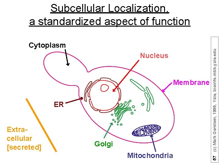 Cytoplasm Nucleus Membrane ER Extracellular [secreted] Golgi Mitochondria 57 (c) Mark Gerstein, 1999, Yale,