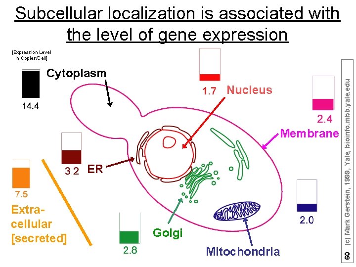 Subcellular localization is associated with the level of gene expression Cytoplasm Nucleus Membrane ER