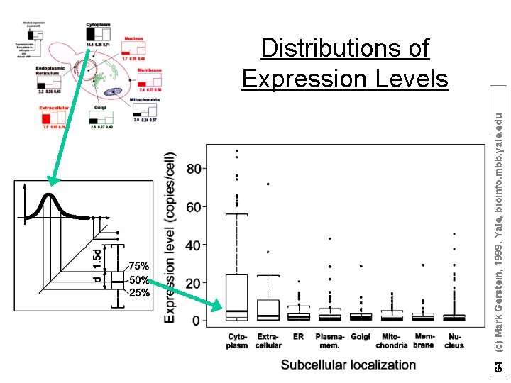 64 (c) Mark Gerstein, 1999, Yale, bioinfo. mbb. yale. edu Distributions of Expression Levels