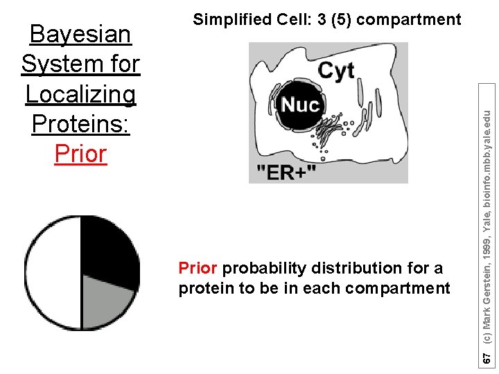 Prior probability distribution for a protein to be in each compartment 67 (c) Mark